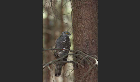 Sperber (Accipiter nisus)