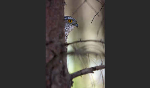 Sperber (Accipiter nisus)