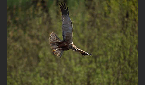 Rohrweihe (Circus aeruginosus)