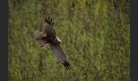 Rohrweihe (Circus aeruginosus)