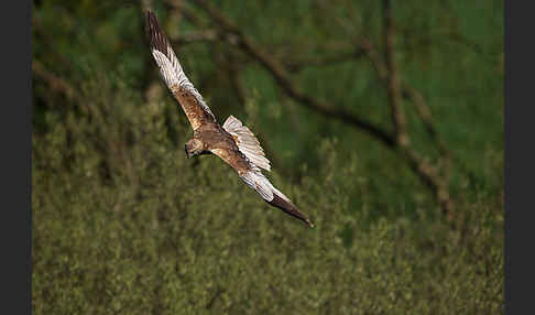 Rohrweihe (Circus aeruginosus)