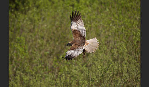 Rohrweihe (Circus aeruginosus)