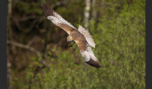Rohrweihe (Circus aeruginosus)