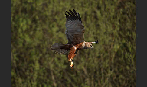 Rohrweihe (Circus aeruginosus)