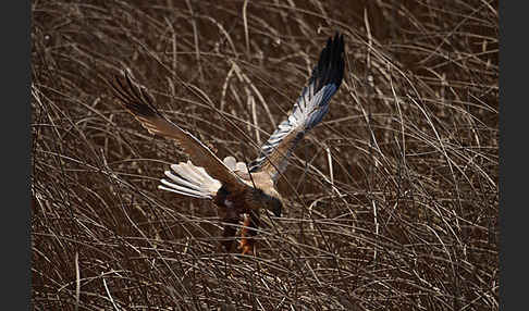 Rohrweihe (Circus aeruginosus)