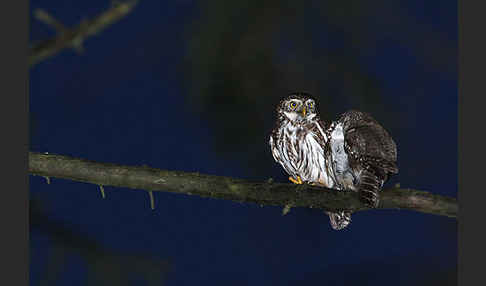 Sperlingskauz (Glaucidium passerinum)