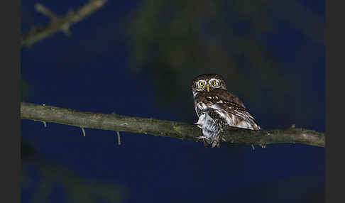 Sperlingskauz (Glaucidium passerinum)