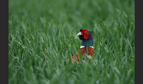 Fasan (Phasianus colchicus)