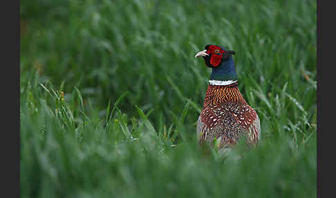 Fasan (Phasianus colchicus)