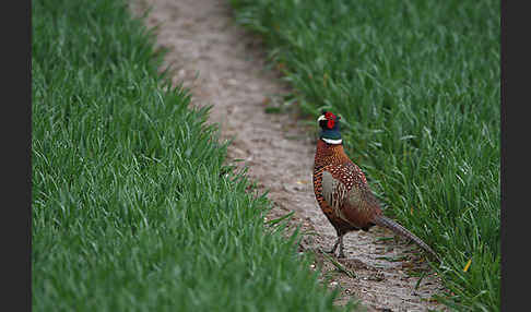 Fasan (Phasianus colchicus)