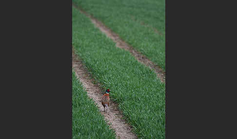 Fasan (Phasianus colchicus)