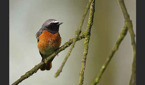 Gartenrotschwanz (Phoenicurus phoenicurus)