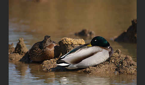 Stockente (Anas platyrhynchos)