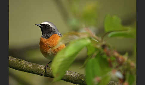 Gartenrotschwanz (Phoenicurus phoenicurus)