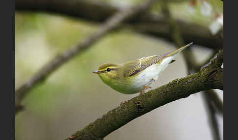 Waldlaubsänger (Phylloscopus sibilatrix)