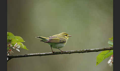 Waldlaubsänger (Phylloscopus sibilatrix)