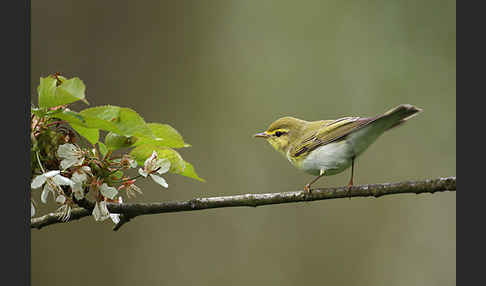 Waldlaubsänger (Phylloscopus sibilatrix)