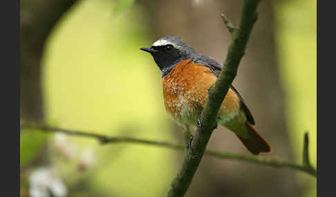 Gartenrotschwanz (Phoenicurus phoenicurus)