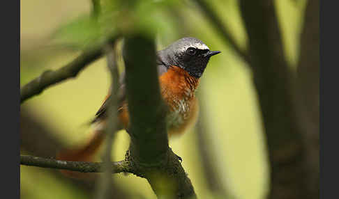 Gartenrotschwanz (Phoenicurus phoenicurus)