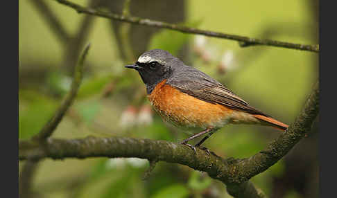 Gartenrotschwanz (Phoenicurus phoenicurus)