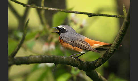 Gartenrotschwanz (Phoenicurus phoenicurus)