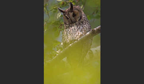 Waldohreule (Asio otus)