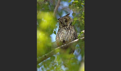 Waldohreule (Asio otus)