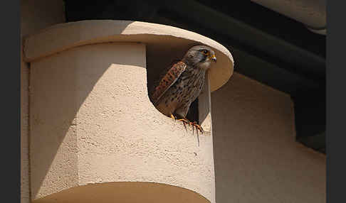 Turmfalke (Falco tinnunculus)