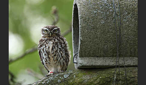 Steinkauz (Athene noctua)