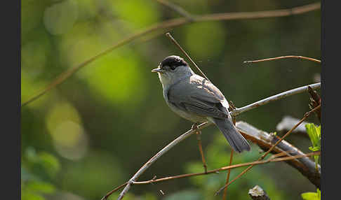 Mönchsgrasmücke (Sylvia atricapilla)