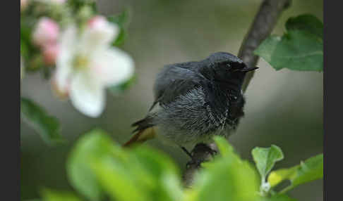 Hausrotschwanz (Phoenicurus ochruros)