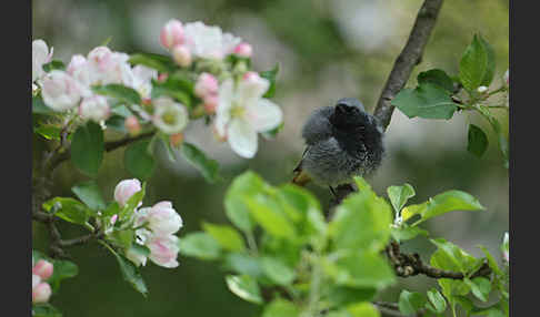 Hausrotschwanz (Phoenicurus ochruros)