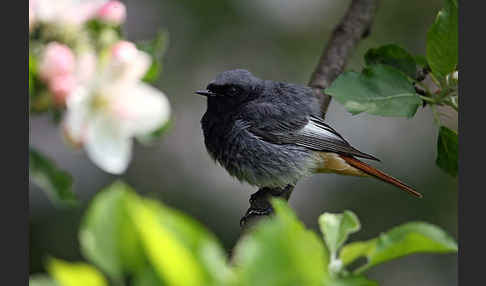 Hausrotschwanz (Phoenicurus ochruros)