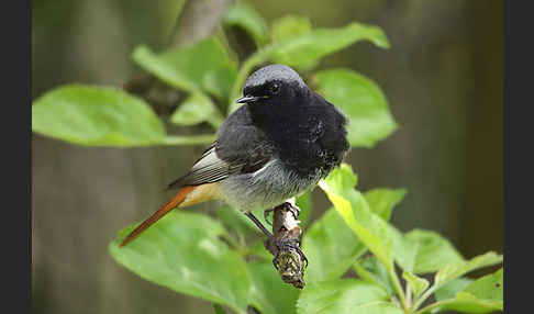 Hausrotschwanz (Phoenicurus ochruros)