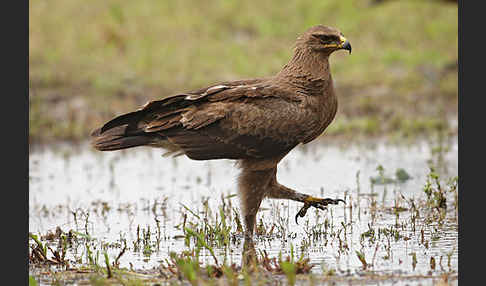 Schreiadler (Aquila pomarina)