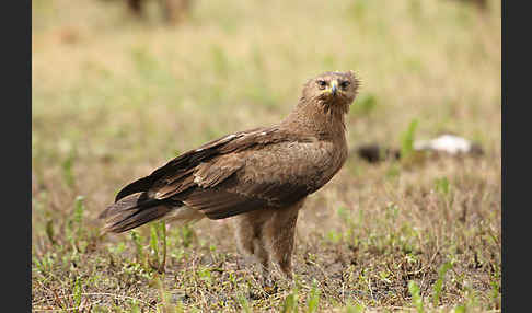 Schreiadler (Aquila pomarina)