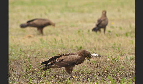 Schreiadler (Aquila pomarina)