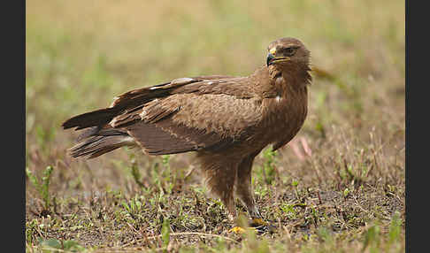 Schreiadler (Aquila pomarina)