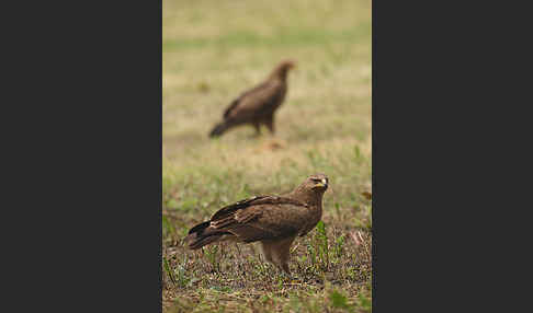 Schreiadler (Aquila pomarina)