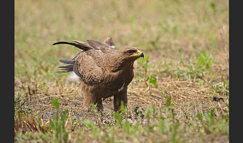 Schreiadler (Aquila pomarina)