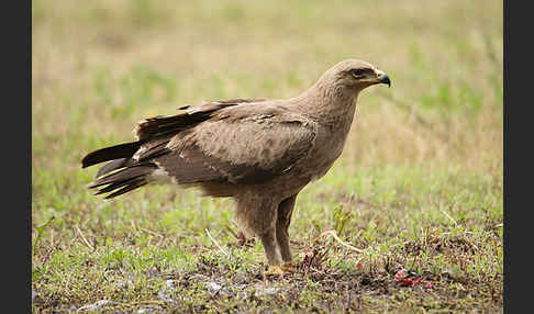 Schreiadler (Aquila pomarina)