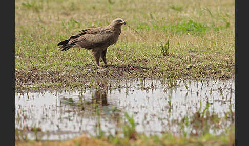 Schreiadler (Aquila pomarina)