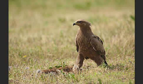 Schreiadler (Aquila pomarina)