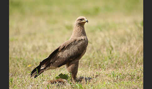 Schreiadler (Aquila pomarina)