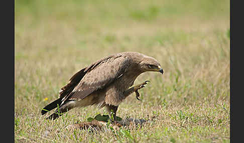 Schreiadler (Aquila pomarina)