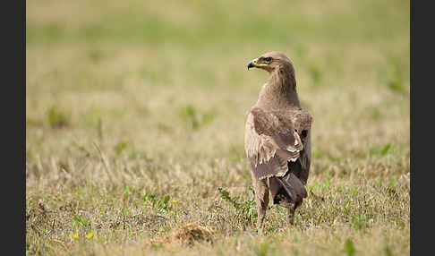 Schreiadler (Aquila pomarina)