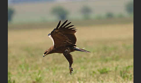 Schreiadler (Aquila pomarina)