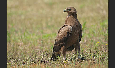 Schreiadler (Aquila pomarina)