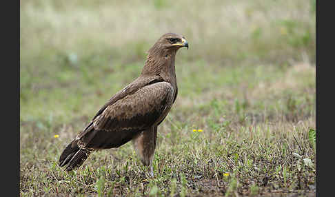 Schreiadler (Aquila pomarina)