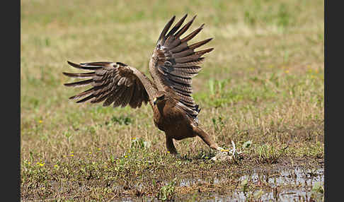 Schreiadler (Aquila pomarina)